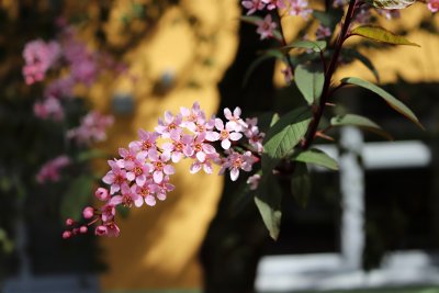 Prunus padus 'Colorata' - střemcha obecná - květenství (5)